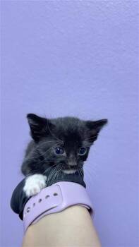 Cheer Bear* -  Domestic Short Hair Cat for Adoption in El Paso, Texas - Cheer Bear* | PetCurious