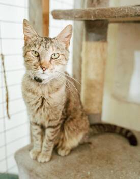 Estella -  Domestic Short Hair and Tabby Cat for Adoption in Attalla, Alabama - Estella | PetCurious