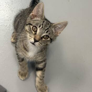 Griffin -  American Shorthair Cat for Adoption in Big Rapids, Michigan - Griffin | PetCurious