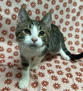260500 Kai -  Domestic Short Hair Cat for Adoption in Wetumpka, Alabama - 260500 Kai | PetCurious