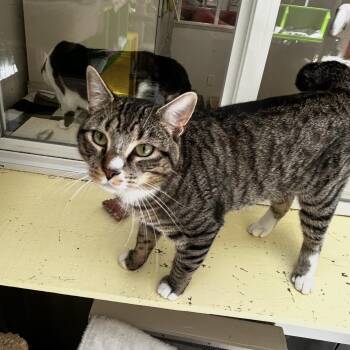 Domestic Short Hair Cats Available for Adoption in Maple Ridge, British Columbia - Eduardo | PetCurious