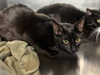 Domestic Short Hair Cats Available for Adoption in Grand Prairie, Texas - TAN LINE | PetCurious