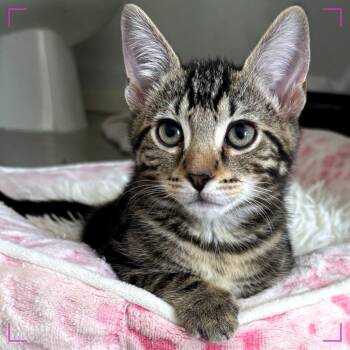 Tigrillo (fka Crossant) -  Domestic Short Hair Cat for Adoption in Cumming, Georgia - Tigrillo (fka Crossant) | PetCurious