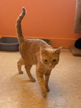 Curtis -  Domestic Short Hair Cat for Adoption in Heber City, Utah - Curtis | PetCurious