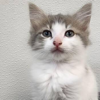 Domestic Medium Hair Cats Available for Adoption in Shinnston, West Virginia - Spot | PetCurious