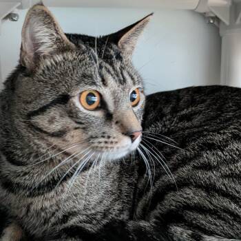 Domestic Medium Hair Cats Available for Adoption - Toni | PetCurious