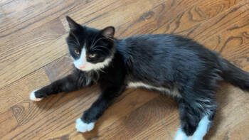 Rescue Domestic Medium Hair Cats for Adoption in Seven Valleys, Pennsylvania - Jinx | PetCurious