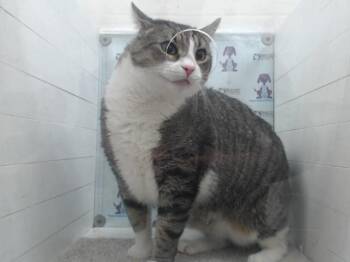 Domestic Short Hair Cats Available for Adoption in Orlando, Florida - SHORTY | PetCurious