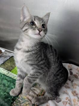 Anthony -  Domestic Short Hair Cat for Adoption in Springfield, Illinois - Anthony | PetCurious