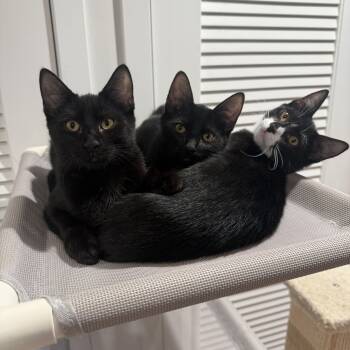 Daffy -  Domestic Short Hair Cat for Adoption in New York, New York - Daffy | PetCurious