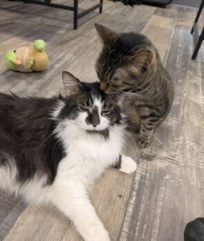 Rescue Tiger Cats for Adoption in Carroll, Ohio - RAINBOW & TROUT | PetCurious