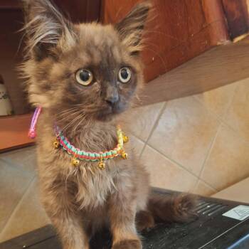 Maine Coon Cats Available for Adoption - Cappuccino - Kitten | PetCurious
