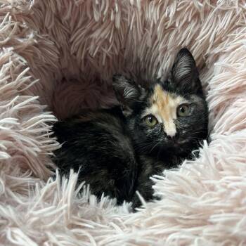 Poe -  Domestic Short Hair Cat for Adoption in Sedalia, Missouri - Poe | PetCurious