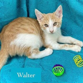 Walter -  Domestic Short Hair Cat for Adoption in Chalfont, Pennsylvania - Walter | PetCurious