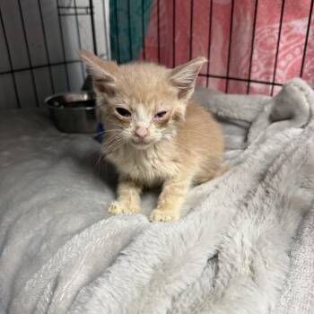 Dorito Fingers -  Domestic Short Hair Cat for Adoption in Columbia, South Carolina - Dorito Fingers | PetCurious