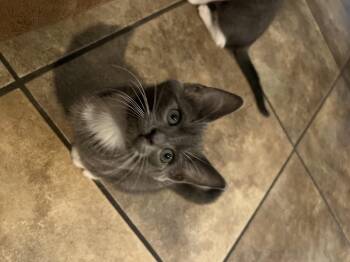 Rescue Domestic Short Hair Cats for Adoption in Stockton, California - Memo INDOOR ONLY | PetCurious