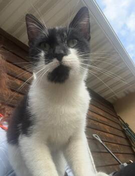 Domestic Short Hair Cats Available for Adoption in Saint James, Minnesota - Otis ( Non Shelter Animal ) | PetCurious