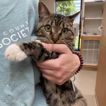 Domestic Short Hair Cats Available for Adoption in Champaign, Illinois - Rocks | PetCurious