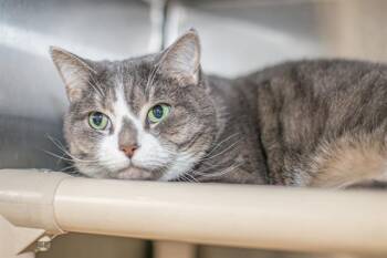 Domestic Short Hair Cats Available for Adoption - KITTY LE CHAT DE LA | PetCurious