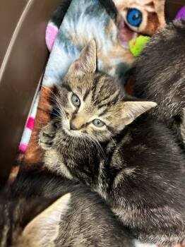 Rescue Domestic Short Hair Cats for Adoption in Hartsville, South Carolina - 25-1641 | PetCurious