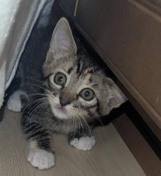 Domestic Short Hair Cats Available for Adoption in Lafayette, Louisiana - Calcifer | PetCurious