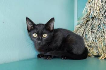 Jelly -  Domestic Short Hair Cat for Adoption in San Antonio, Texas - Jelly | PetCurious