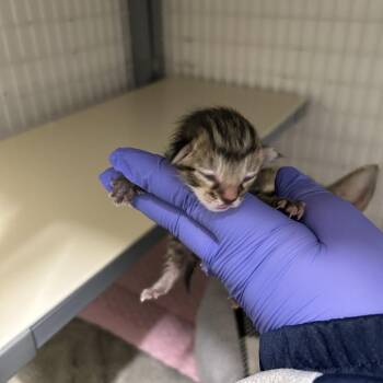 Domestic Short Hair Cats Available for Adoption in League City, Texas - Pickles (GRN) | PetCurious