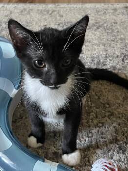 Smudge -  Domestic Short Hair Cat for Adoption in Milltown, New Jersey - Smudge | PetCurious