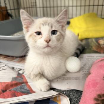 Rynn -  Siamese Cat for Adoption in Logan, Ohio - Rynn | PetCurious