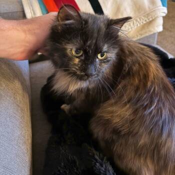 Mouse -  Domestic Long Hair Cat for Adoption in Lynchburg, Virginia - Mouse | PetCurious