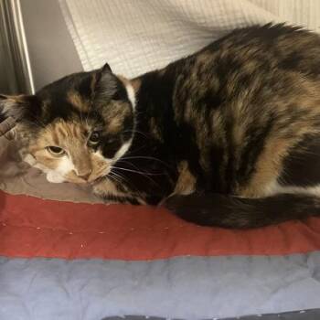 Penelope -  Domestic Short Hair Cat for Adoption in Merriam, Kansas - Penelope | PetCurious
