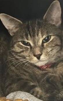 Bean -  Domestic Short Hair Cat for Adoption in Toronto, Ontario - Bean | PetCurious