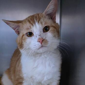 Domestic Short Hair Cats Available for Adoption in Council Bluffs, Iowa - Mr. Cat | PetCurious
