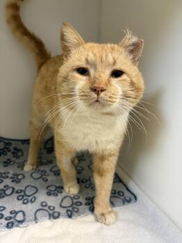 Domestic Short Hair Cats Available for Adoption in Delson, Quebec - Rouki | PetCurious