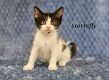 Rescue Domestic Medium Hair Cats for Adoption in San Jacinto, California - Stormfly | PetCurious