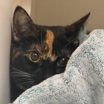 Alvina -  Domestic Short Hair Cat for Adoption in Philadelphia, Pennsylvania - Alvina | PetCurious