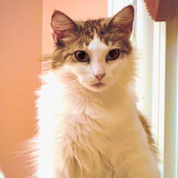 Martha -  Domestic Medium Hair Cat for Adoption in Hudson, New York - Martha | PetCurious