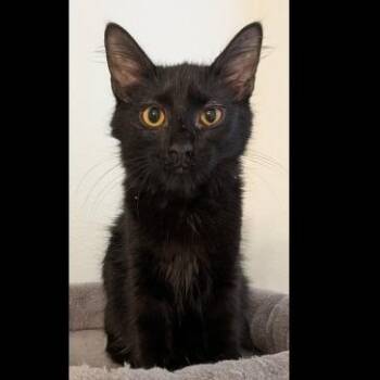 Frankie -  Domestic Short Hair Cat for Adoption in Prescott, Arizona - Frankie | PetCurious