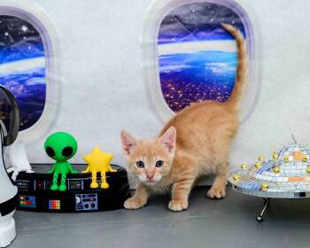 Big Bird -  Domestic Short Hair Cat for Adoption in Jefferson, Louisiana - Big Bird | PetCurious