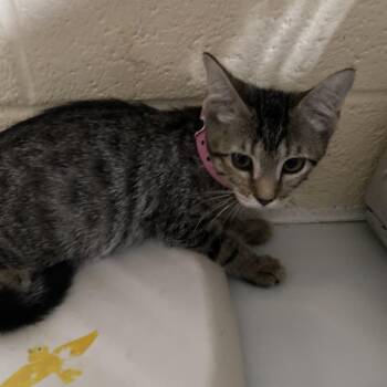 Future -  Domestic Short Hair Cat for Adoption in Memphis, Tennessee - Future | PetCurious