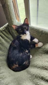Loonie -  Domestic Short Hair Cat for Adoption in Millcreek, Utah - Loonie | PetCurious