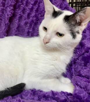 Zap -  Domestic Short Hair Cat for Adoption in Columbus, Minnesota - Zap | PetCurious