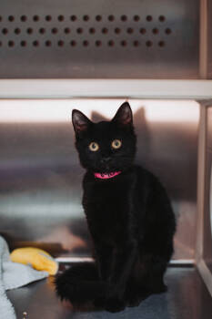 Rescue Domestic Short Hair Cats for Adoption in North Charleston, South Carolina - 89010a Amy Lee | PetCurious