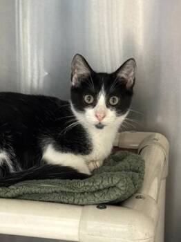 Pookie -  Domestic Short Hair Cat for Adoption in Morristown, New Jersey - Pookie | PetCurious