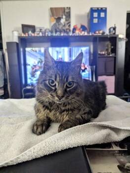 Domestic Medium Hair Cats Available for Adoption in Melville, New York - Ferdinand | PetCurious