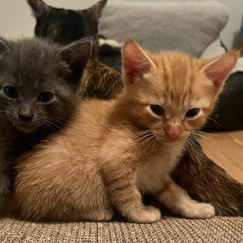 Pulisic -  Domestic Short Hair Cat for Adoption in Bentonville, Arkansas - Pulisic | PetCurious