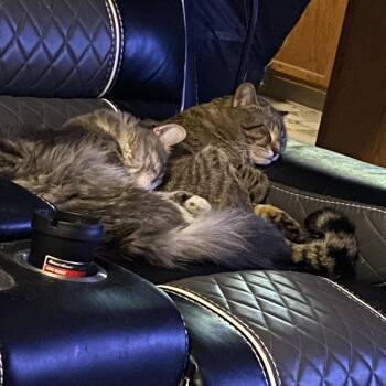 Mear -  Domestic Medium Hair Cat for Adoption in Chicago, Illinois - Mear | PetCurious