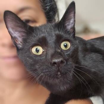 Rescue Domestic Short Hair Cats for Adoption in Tallahassee, Florida - Pluto | PetCurious