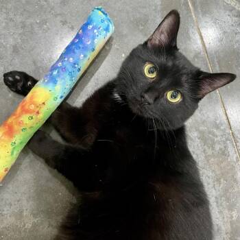 Uncle Sam -  Domestic Short Hair Cat for Adoption in Fairmont, West Virginia - Uncle Sam | PetCurious