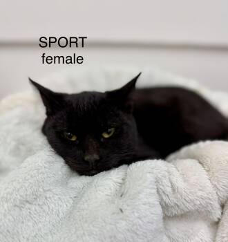 Sport -  Domestic Short Hair Cat for Adoption in Sonora, California - Sport | PetCurious